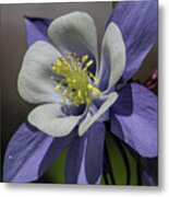 Columbine Blues Metal Print