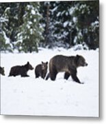 Come Along - Grizzly Family Metal Print