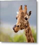 Comical Giraffe With His Tongue Out. Metal Print