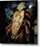 Coming Out Of His Shell Metal Print