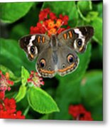 Common Buckeye Butterfly Metal Print