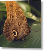 Common Buckeye Butterfly Metal Print