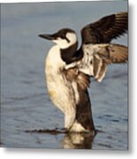 Common Murre Stretching Wings Metal Print
