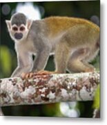 Common Squirrel Monkey La Macarena Colombia Metal Print
