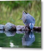 Common Wood Pigeon Drinking At The Waterhole From The Front Metal Print