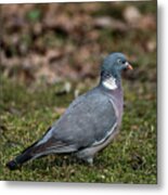 Common Wood Pigeon's Profile Metal Print
