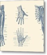 Complete Arm And Hand Diagram - Vintage Anatomy Print Metal Print