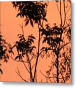 Composition Of Nature Metal Print