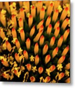 Coneflower Metal Print