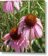 Coneflower Metal Print