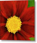 Coreopsis Mercury Rising Metal Print