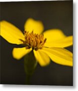 Coreopsis Verticillata Metal Print