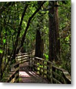 Corkscrew Swamp Metal Print