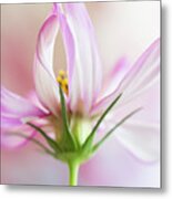 Cosmos 5 Metal Print