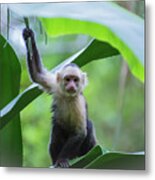 Costa Rica Monkeys 1 Metal Print