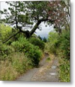 Country Road. New Zealand Metal Print