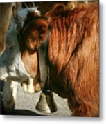 Cow Beautiful - Metal Print