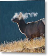 Cow Elk With Steamy Breath Metal Print