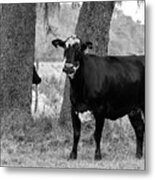 Cow Gaze, Black And White Metal Print