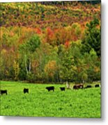 Cow Pasture In Fall Metal Print