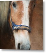 Cow Pony Metal Print