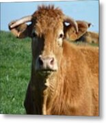 Cow Portrait Metal Print