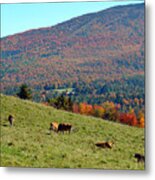 Cows Enjoying Vermont Autumn Metal Print