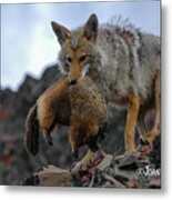 Coyote Catch Metal Print