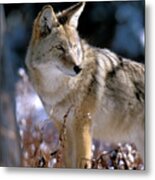 Coyote In Winter Light Metal Print