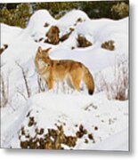 Coyote On Snowy Hill Metal Print