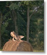 Coyote Stretching On Hay Bale Metal Print