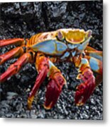 Crab Sideways Shuffle Metal Print