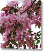 Crabapple Blossoms #3 Metal Print