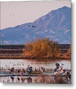 Cranes In The Morning Metal Print