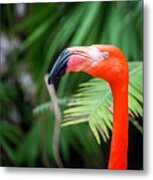 Cranky Flamingo Metal Print