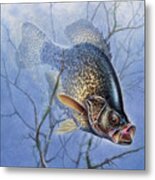 Crappie Cover Tangle Metal Print