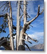 Crater Lake Tree Metal Print