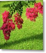 Crepe Myrtle Dancers Metal Print