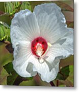 Crimson-eyed Rosemallow Dsmf0321 Metal Print