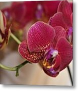 Crimson Orchids Metal Print