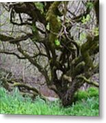 Crooked Trunks And Limbs Metal Print