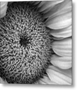 Cropped Sunflower B W Metal Print