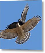 Crow Vs Hawk Metal Print