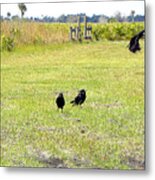 Crows Metal Print