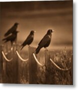 Crows Metal Print