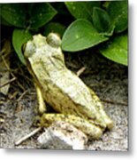 Cuban Tree Frog 002 Metal Print