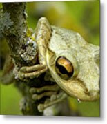 Cuban Tree Frog Metal Print
