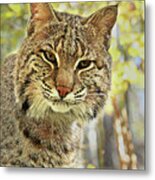 Curiosity The Bobcat Metal Print