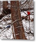 Curious Cardinal Metal Print