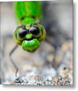 Curious Dragonfly Metal Print